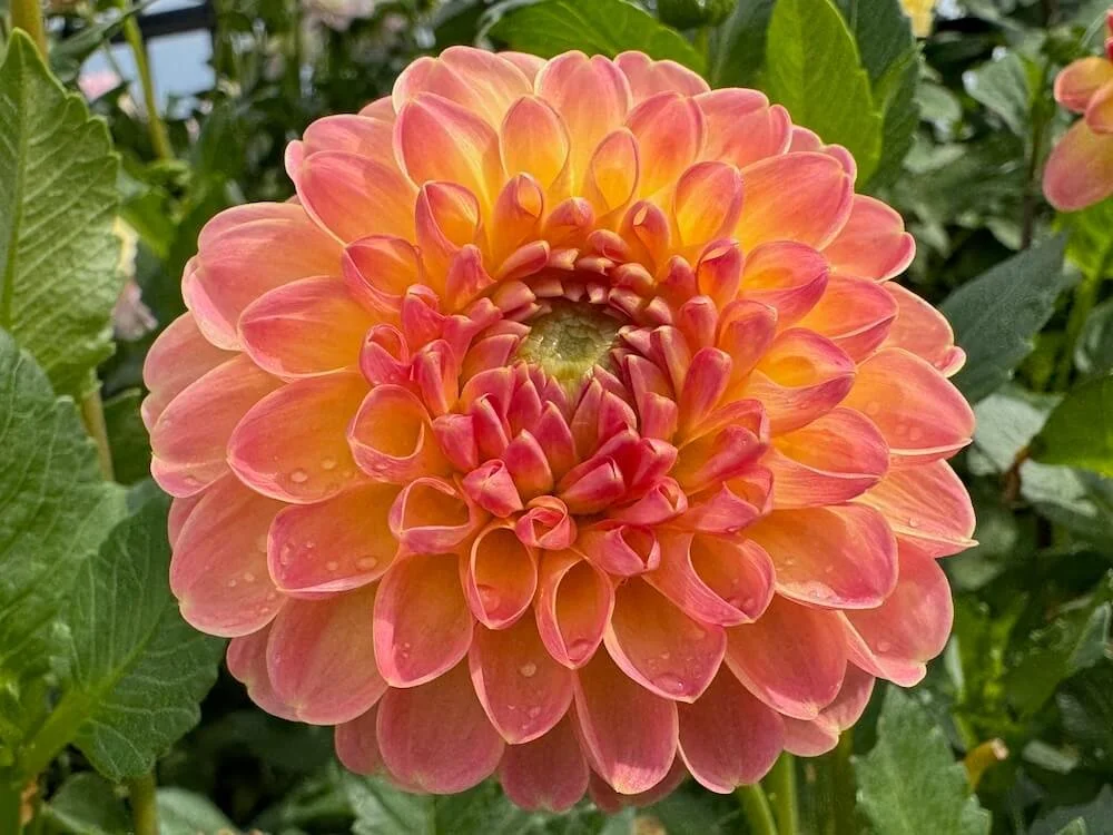 Dahlia 'Chricton Honey' | Chricton Honey Dahlia