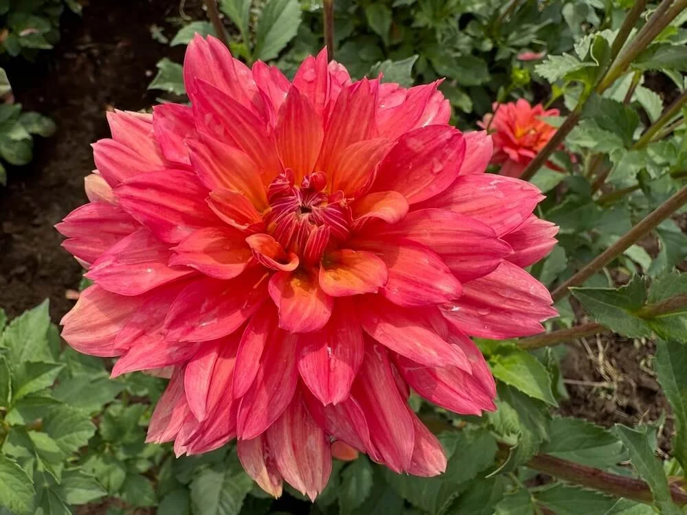 Dahlia 'Lora Ashley' 07.jpeg
