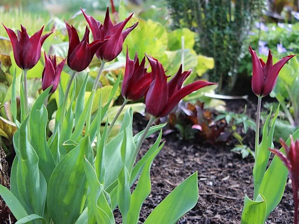 Tulipa 'Sarah Raven' | Sarah Raven Lily-flowered Tulip