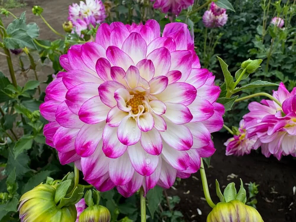 Dahlia 'Magically Dun' 01.jpeg