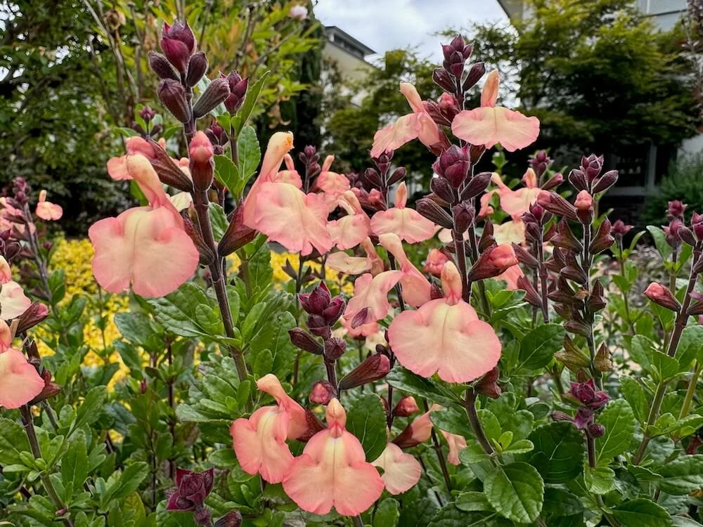 Salvia microphylla 'Heatwave Glow' 01.jpeg