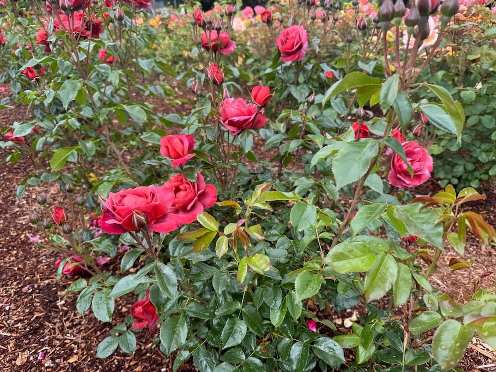 Rosa 'Hot Cocoa' 07.jpeg