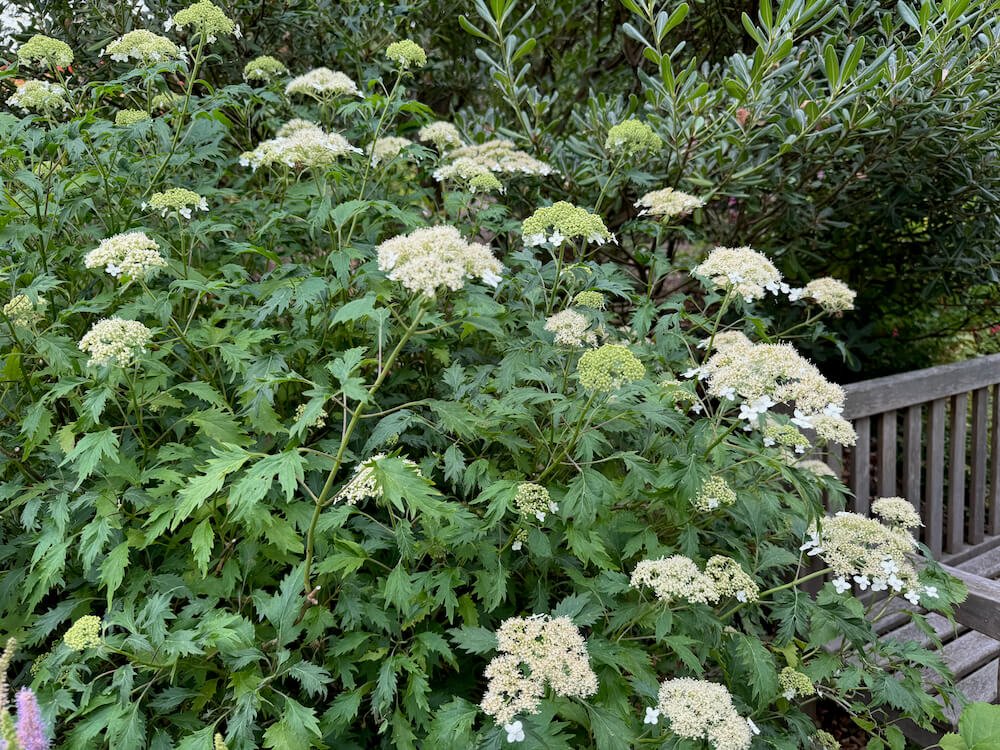 Hydrangea arborescens 'Green Dragon' 04.jpeg