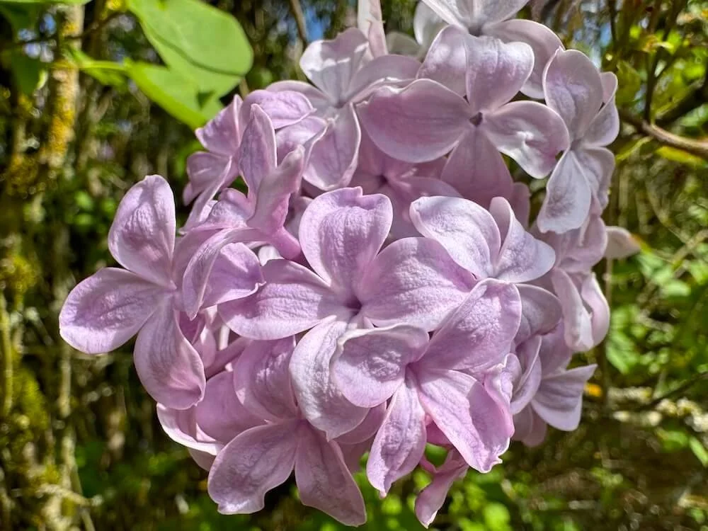 Syringa vulgaris 'True Pink' 01.jpeg