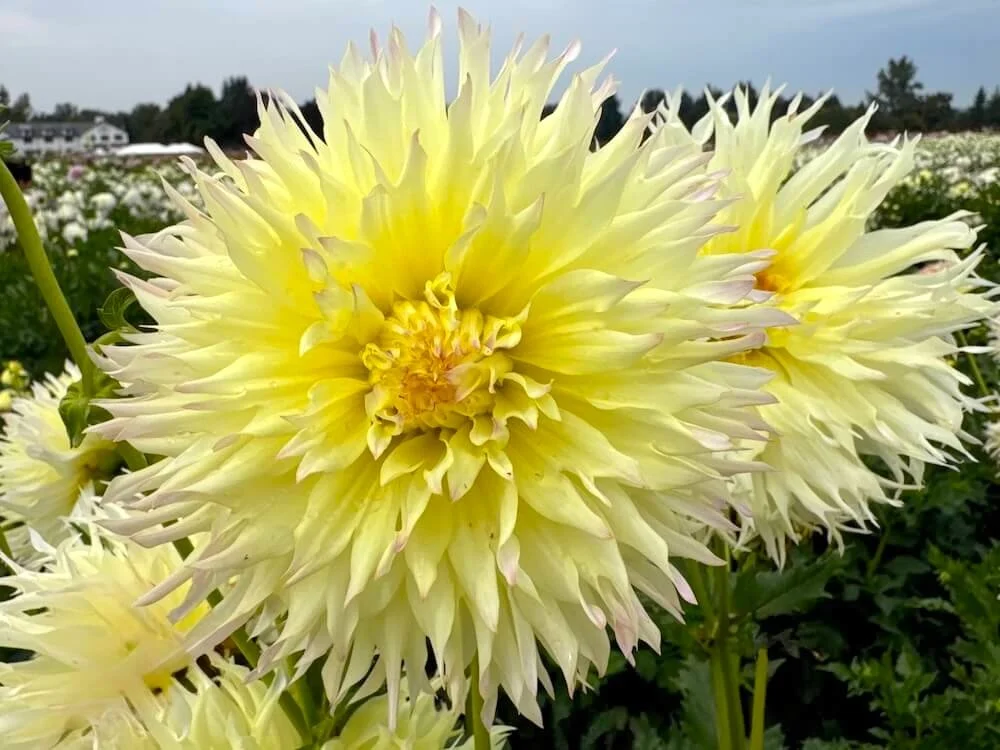 Dahlia 'Citron Du Cap' 01.jpeg
