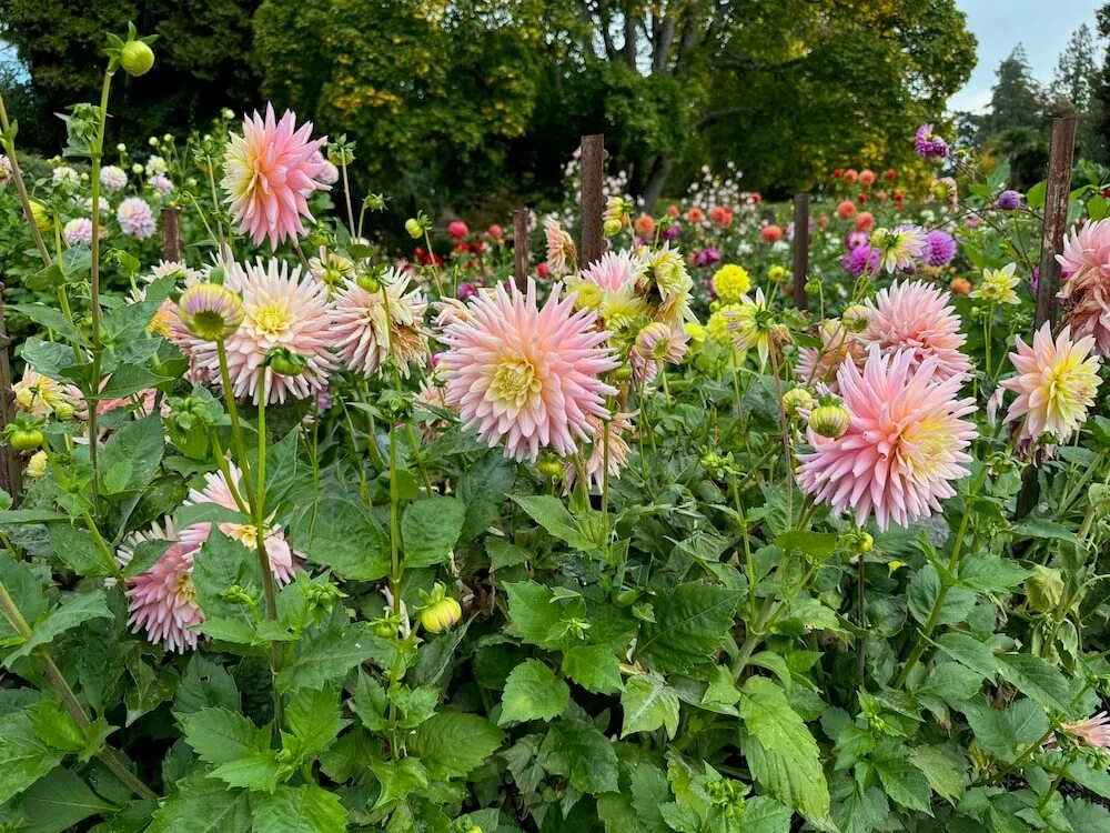 Dahlia 'Clearview Clara Belle' 03.jpeg