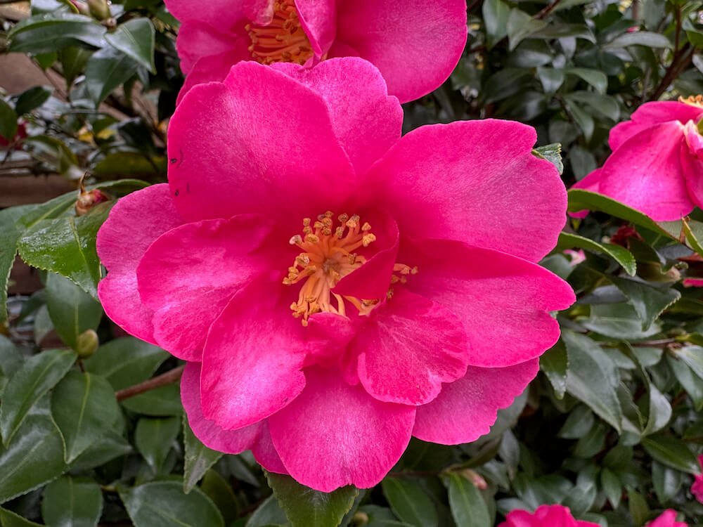 Camellia sasanqua 'Sekiyo' 04.jpeg