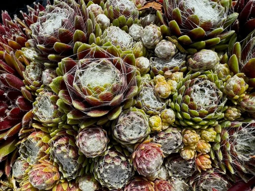 Sempervivum 'Cobwebs' 01.jpeg