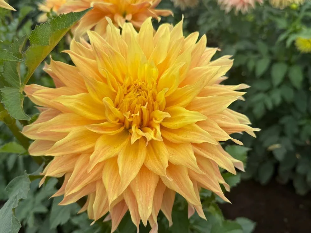 Dahlia 'Bonaventure' 02.jpeg