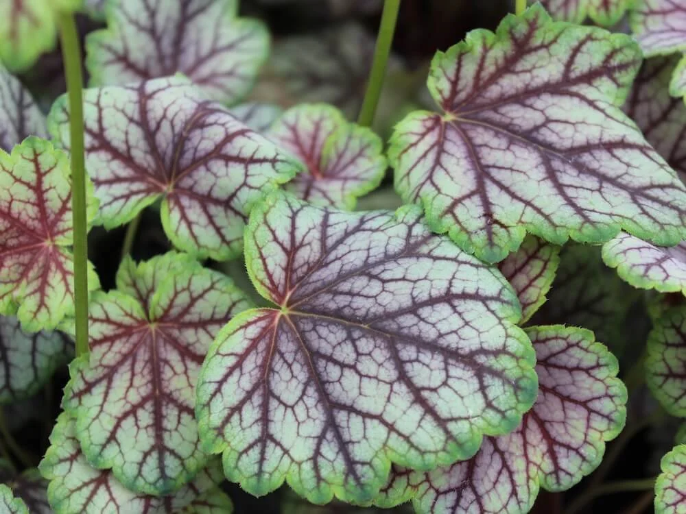 Heuchera 'Green Spice' | Green Spice Coral Bells