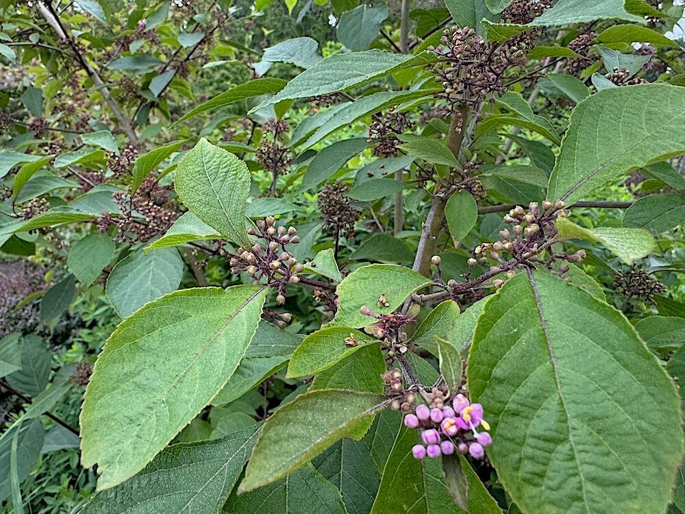 Callicarpa bodinieri var. giraldii 'Profusion' 05.jpeg