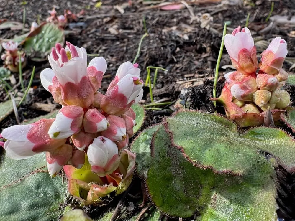 Bergenia ciliata 'Dumbo' 02.jpeg