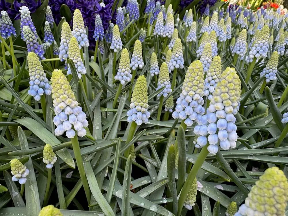 Muscari aucheri 'Ocean Magic' | Ocean Magic Grape Hyacinth