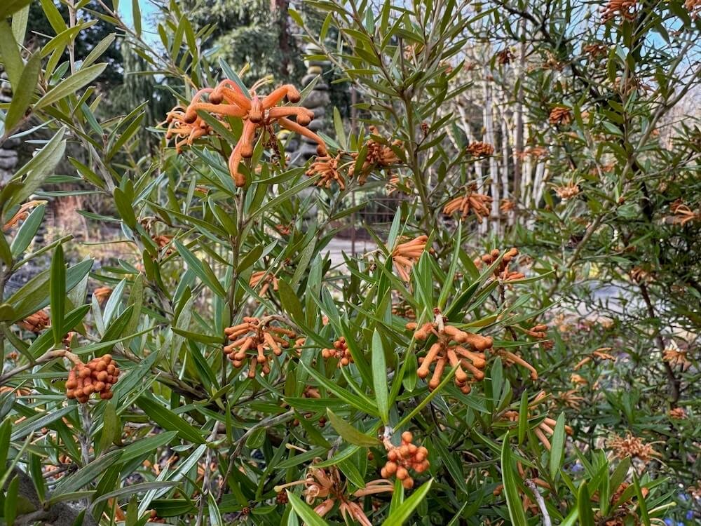 Grevillea x 'Poorinda Leane' 02.jpeg