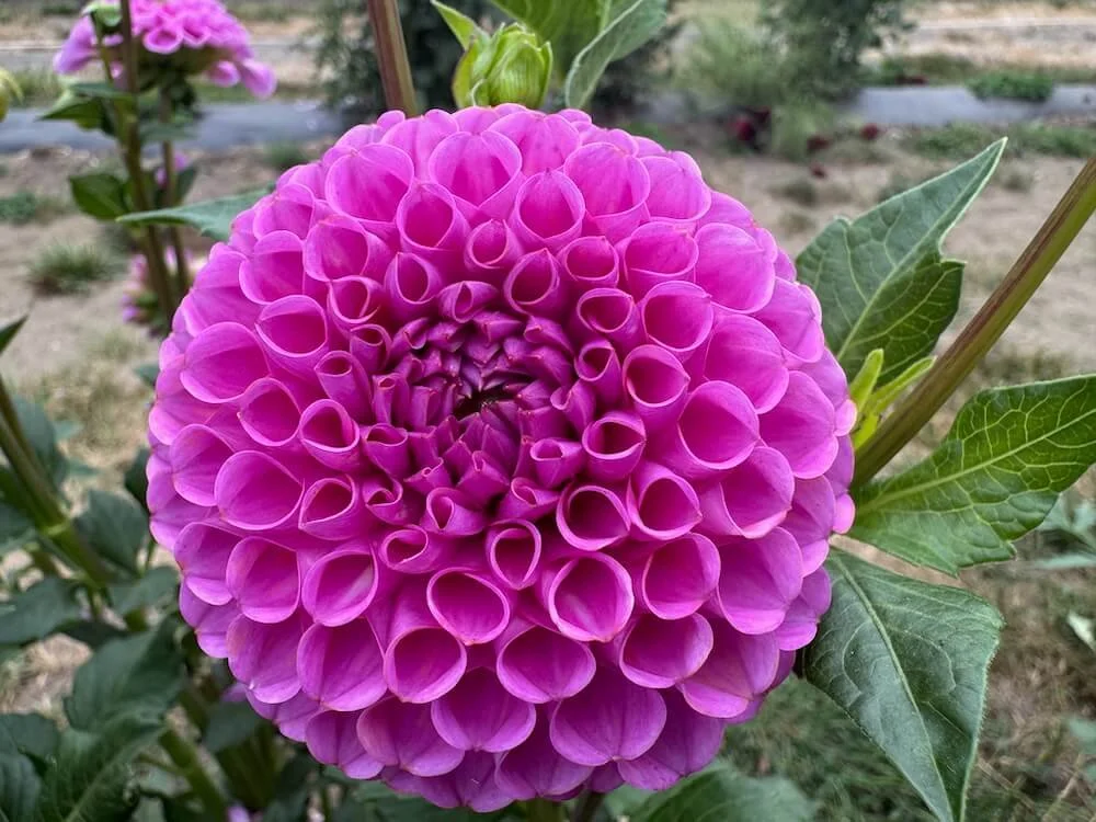 Dahlia 'Isabel' | Isabel Dahlia