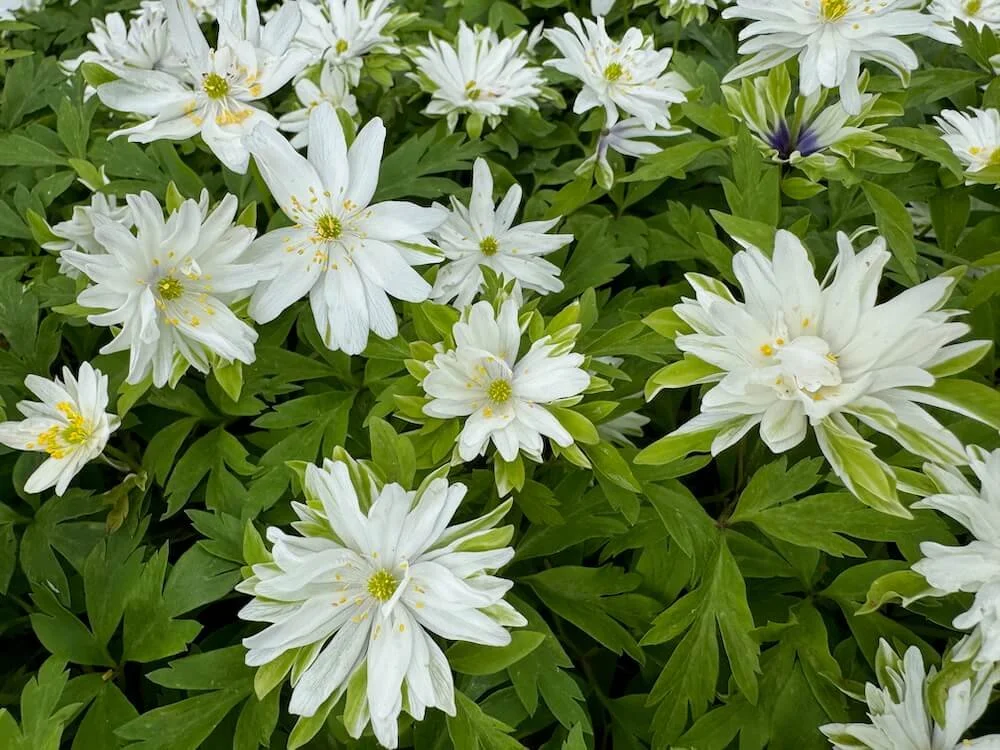 Anemone nemorosa 'Bracteata Plena' | Bracteata Plena Wood Anemone