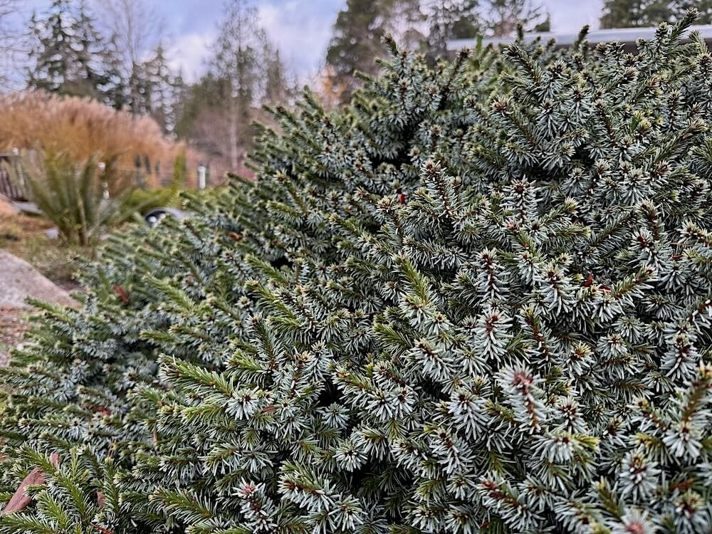 Picea omorika 'Pimoko' 04.jpeg