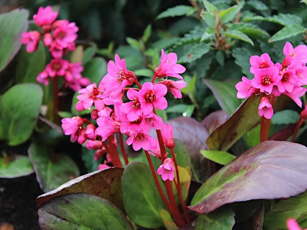 Bergenia 'Flirt' | Flirt Bergenia
