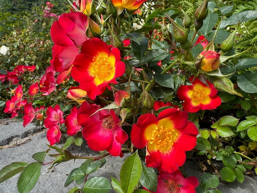 Rosa 'Playful Happy Trails' 02.jpeg