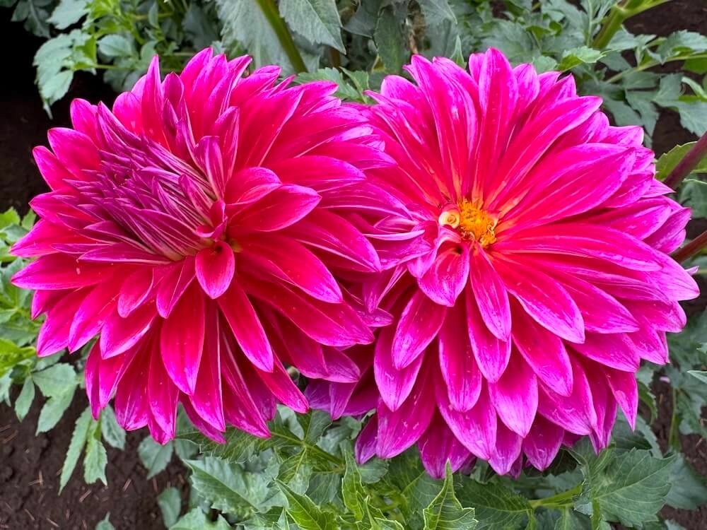 Dahlia 'Raspberry Punch' 02.jpeg