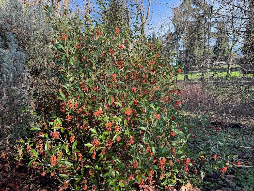 Grevillea victoriae 'Marshall Olbricht' 03.jpeg