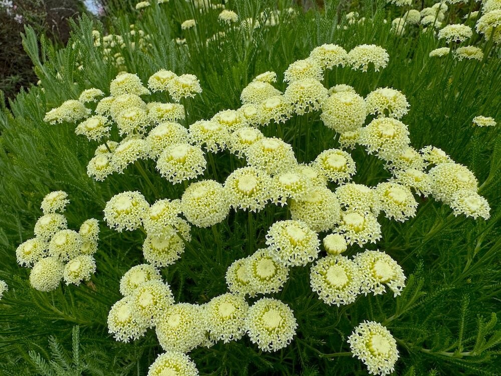 Santolina chamaecyparissus 'Lemon Queen' 03.jpeg