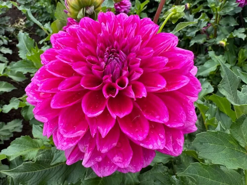 Dahlia 'Purplicious' 05.jpeg