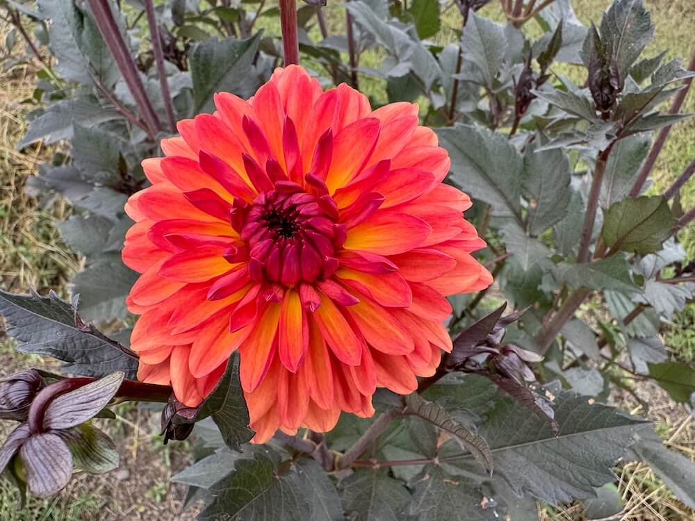 Dahlia 'Orange Pekoe' 04.jpeg