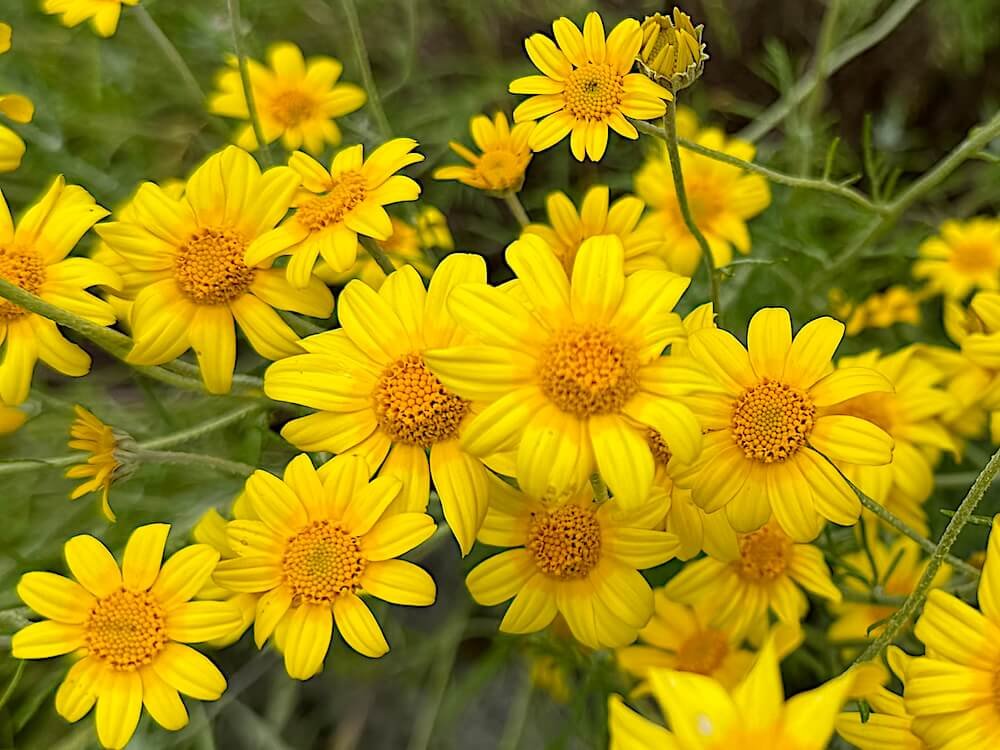 Eriophyllum lanatum 01.jpg
