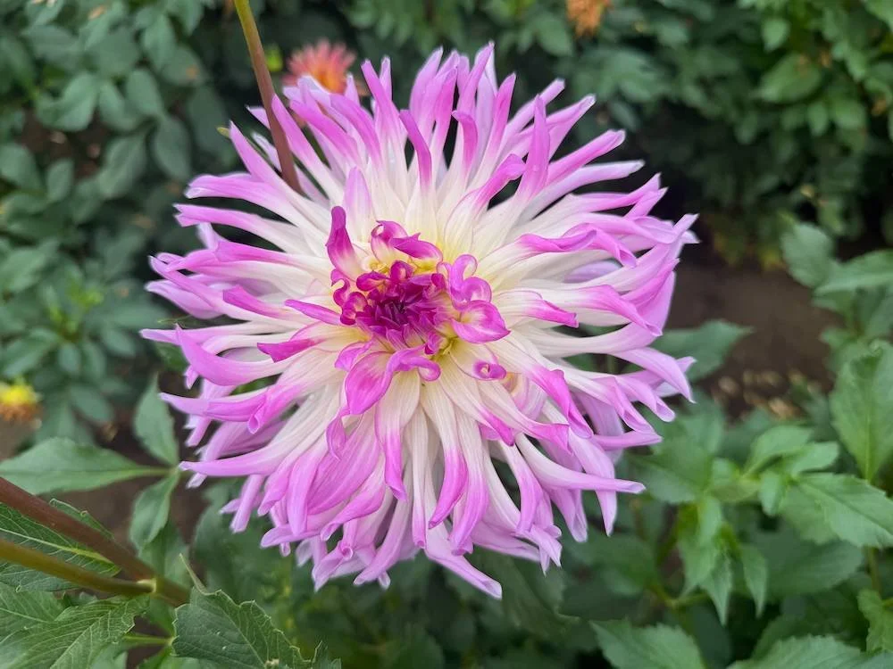 Dahlia 'Bold Accent' 04.jpeg