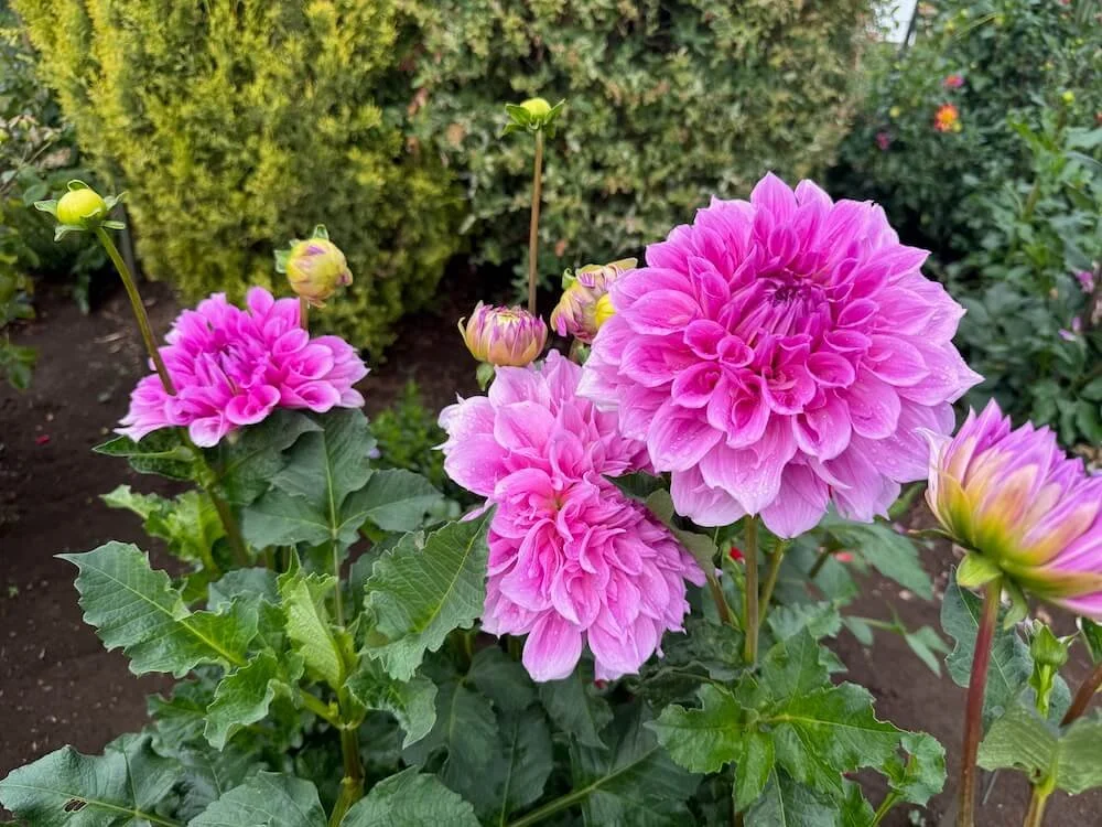 Dahlia 'Vera Seyfang' 03.jpeg