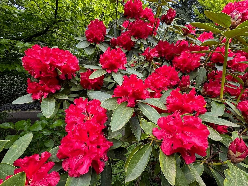 Rhododendron 'The Honourable Jean Marie de Montague' 02.jpeg