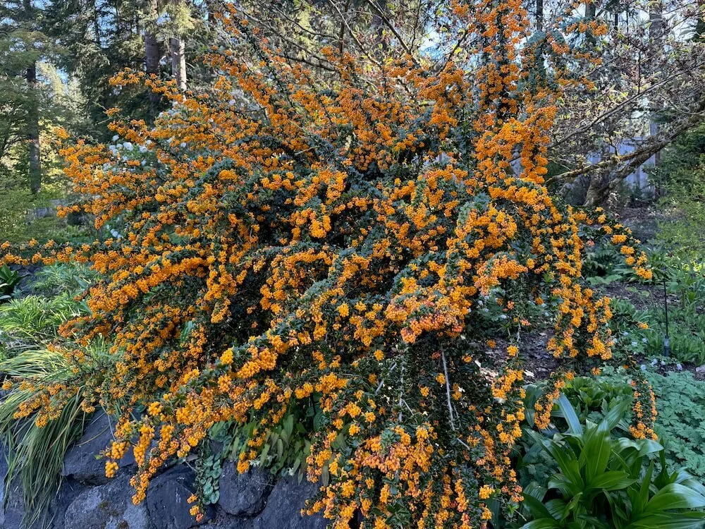 Berberis darwinii 03.jpeg