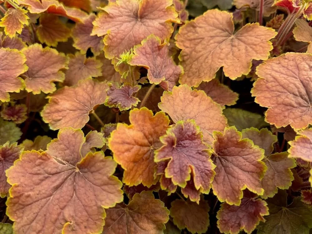 Heuchera 'Delta Dawn' 04.jpeg