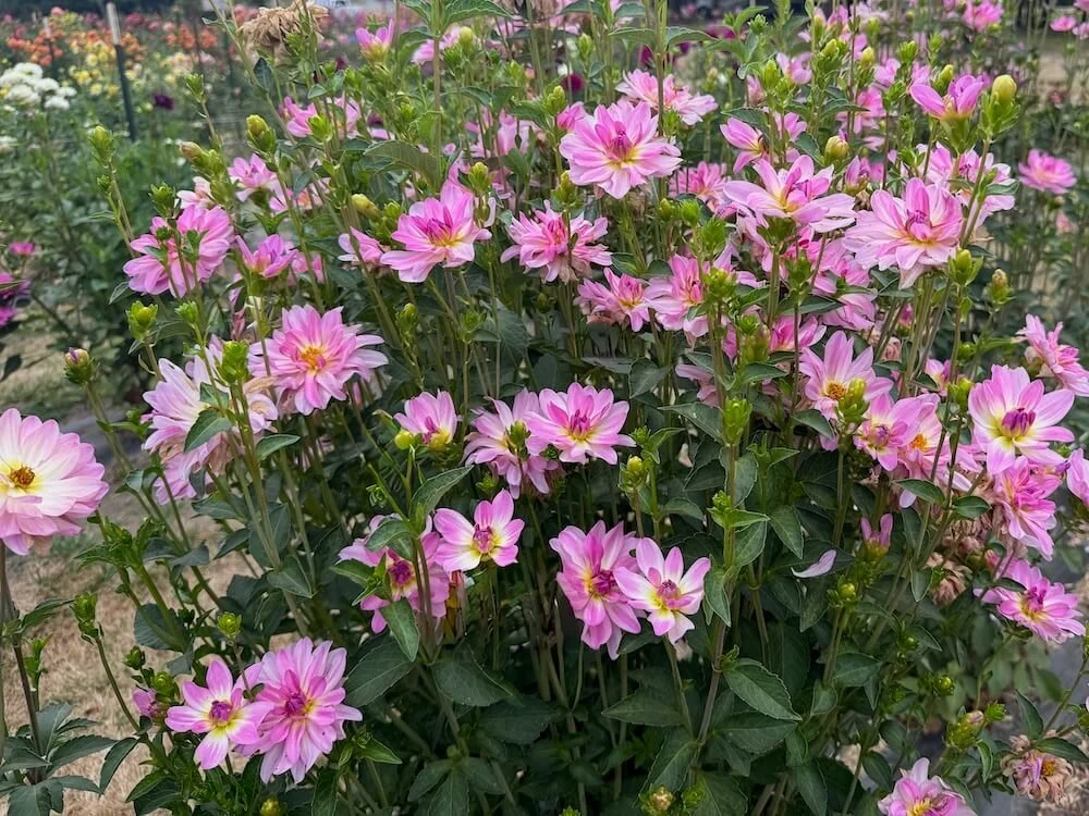 Dahlia 'Missy Sue' 03.jpeg