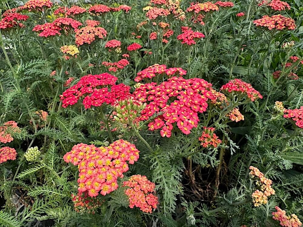 Achillea millefolium 'Paprika' 02.jpeg