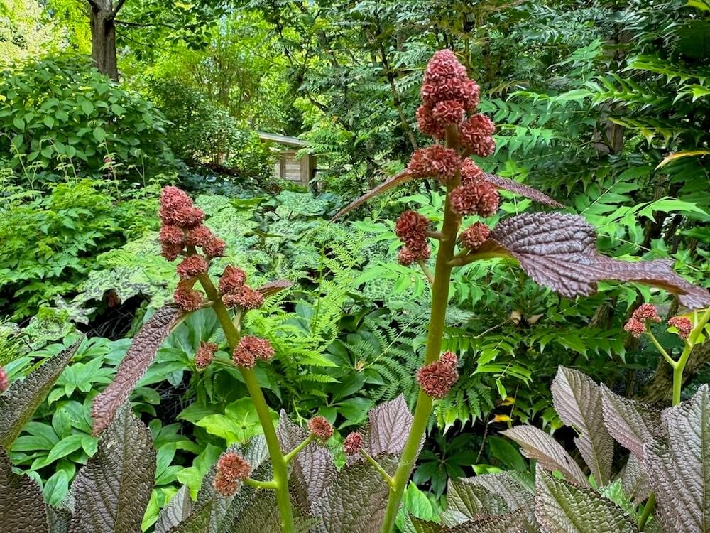 Rodgersia pinnata 'Bronze Peacock' 04.jpeg