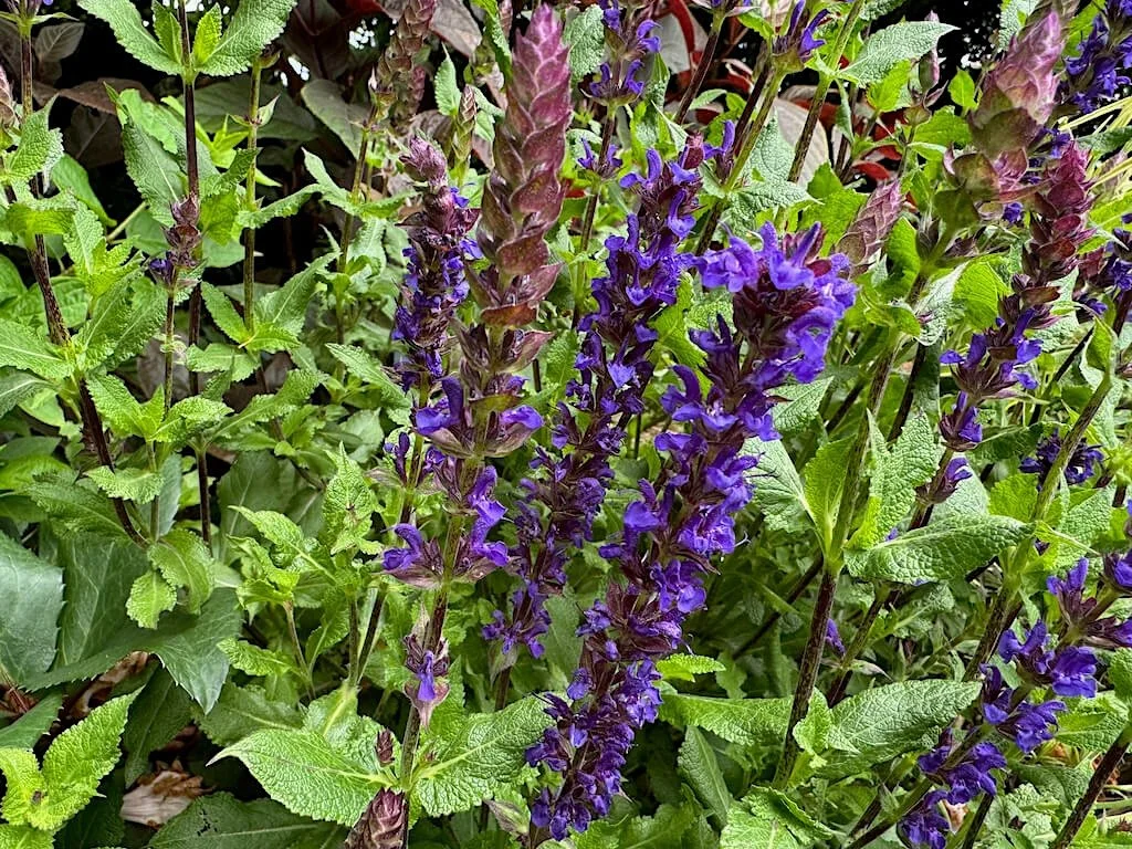Salvia nemorosa 'Salvatore Blue' 03.jpeg