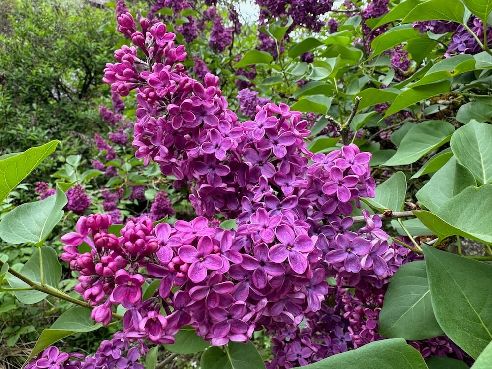 Syringa vulgaris ‘Andenken an Ludwig Spath’ 04.jpeg