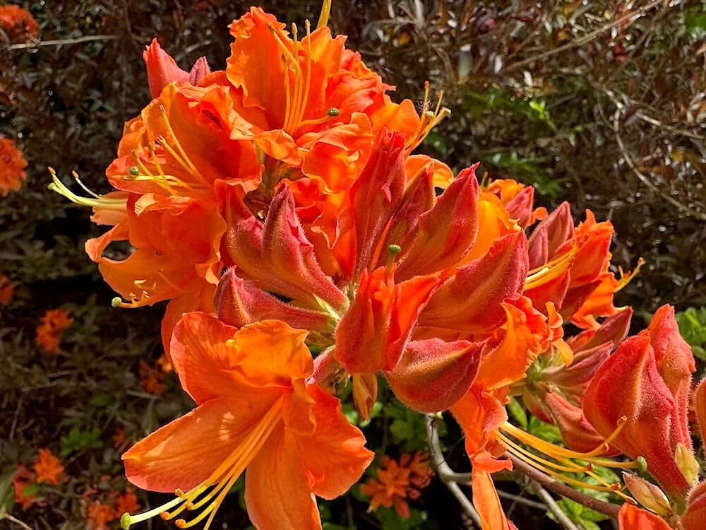 Rhododendron calendulaceum 04.jpeg