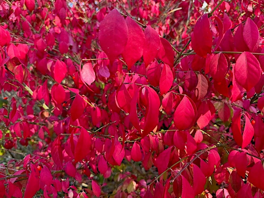 Euonymus alatus 05.jpeg