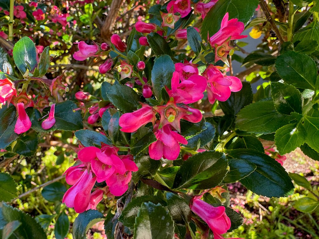 Escallonia × langleyensis 'Pride of Donard' 01.jpeg