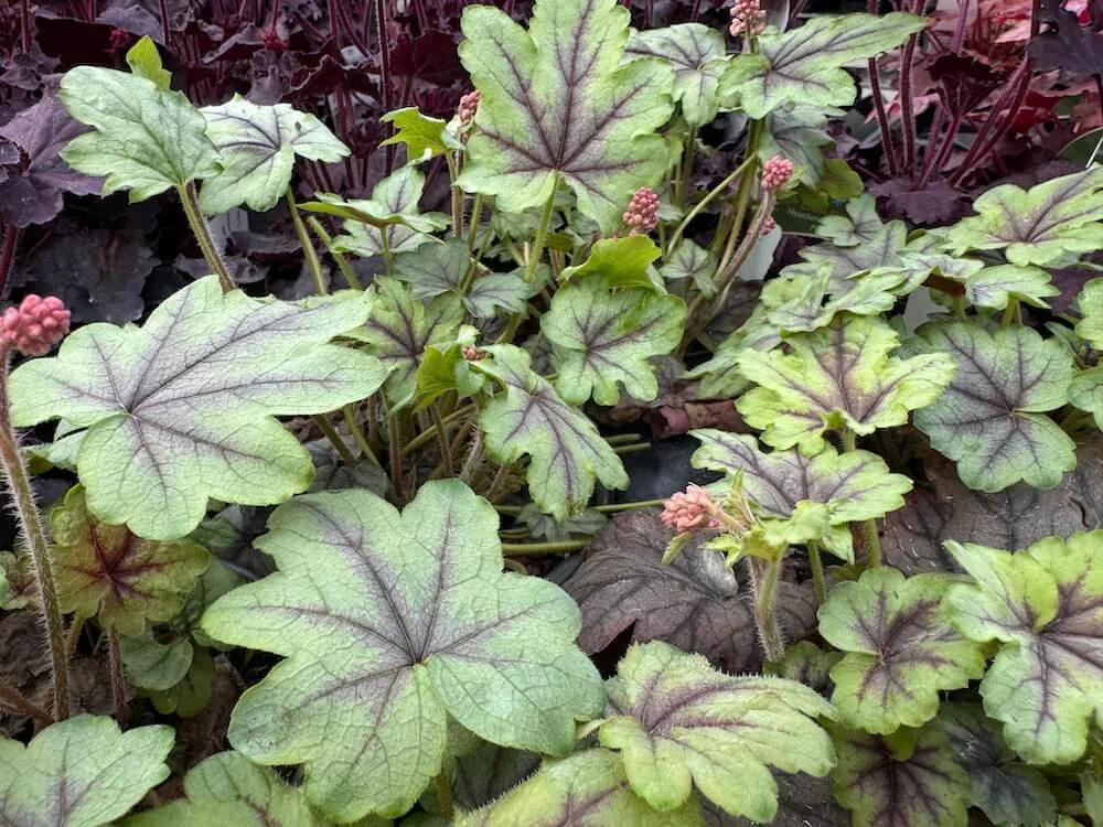 Heucherella 'Pink Fizz' 06.jpeg