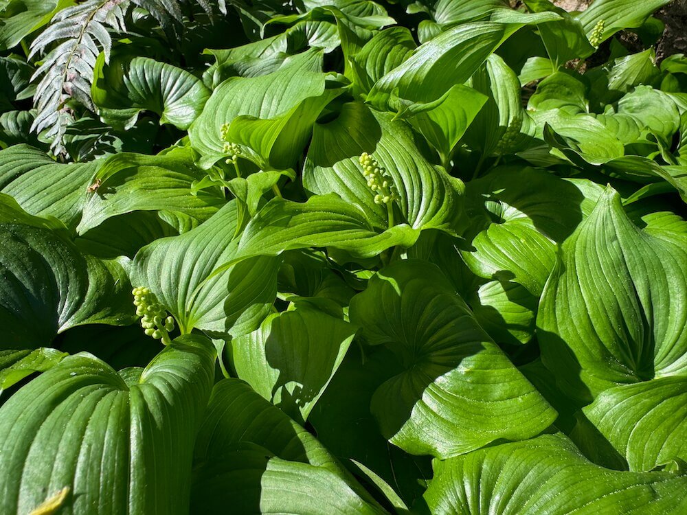 Maianthemum dilatatum | False Lily of the Valley