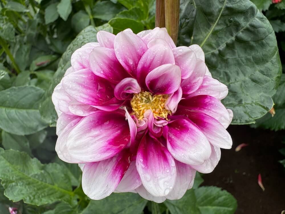 Dahlia 'Ryan C' 04.jpeg