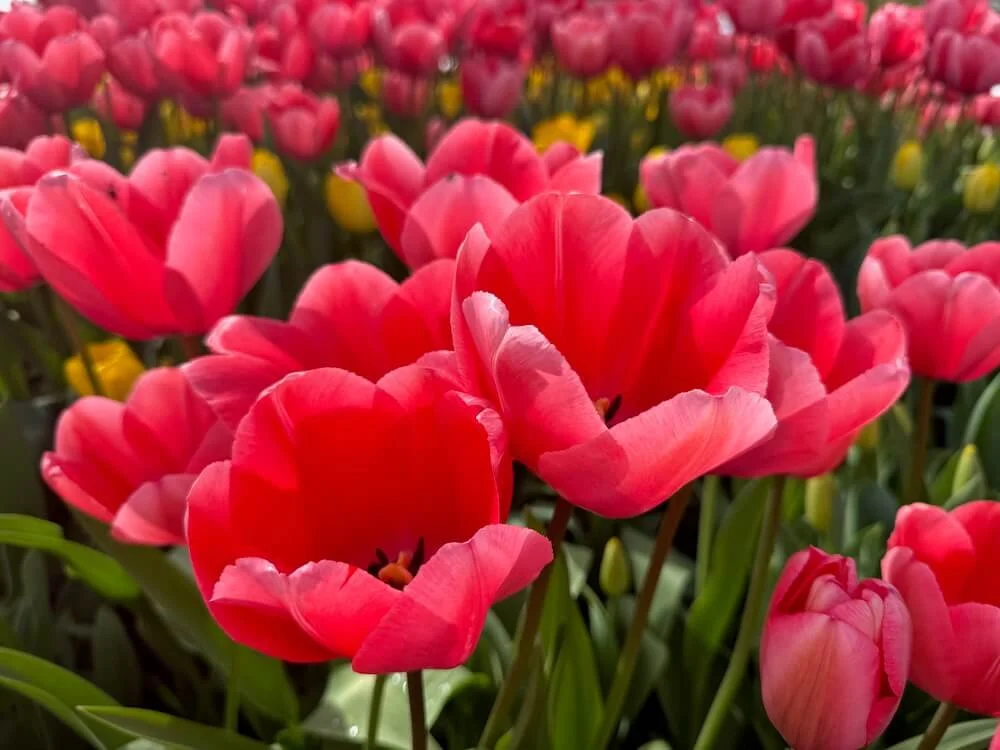 Tulipa 'Pink Impression' | Pink Impression Darwin Hybrid Tulip