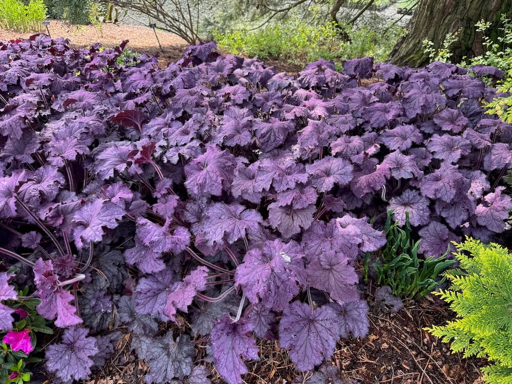 Heuchera x villosa 'TNHEUGA' 03.jpeg