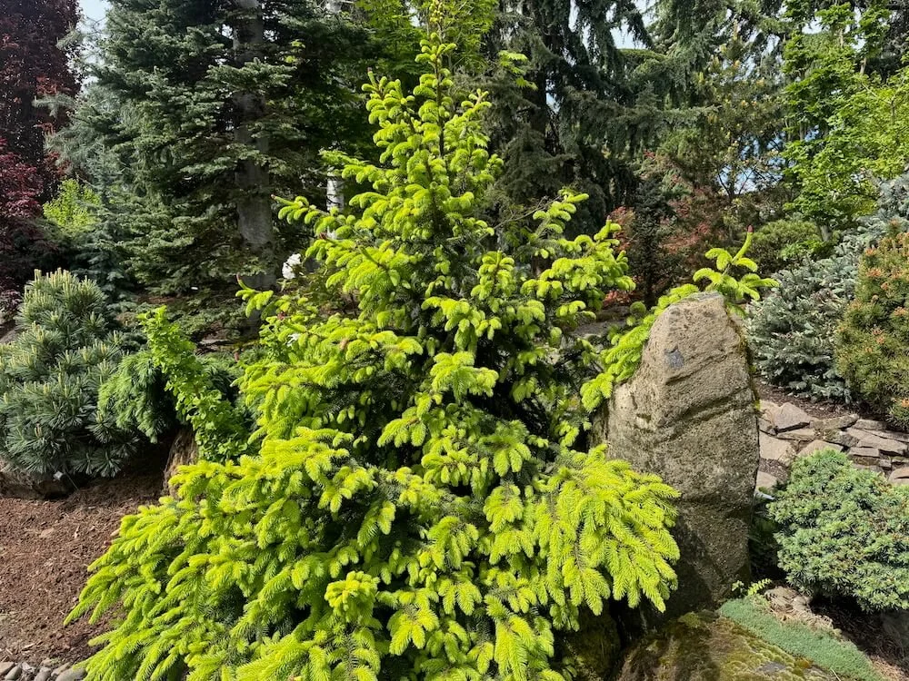 Picea abies 'Acro-Yellow' 03.jpeg