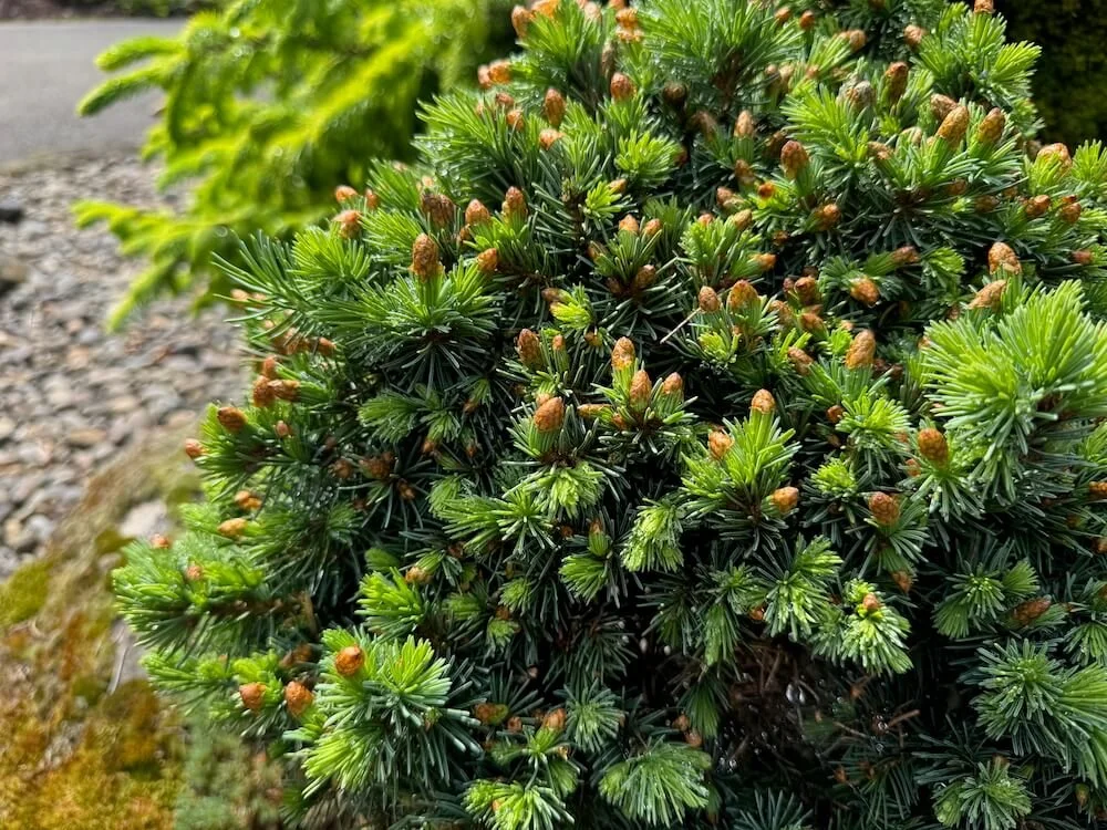 Picea engelmannii 'Talbot Lake' | Talbot Lake Engelmann Spruce
