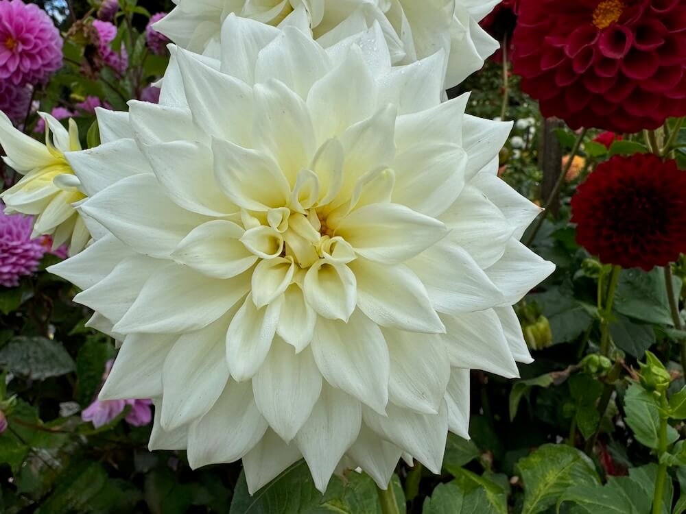 Dahlia 'River's Jedidiah 02.jpeg